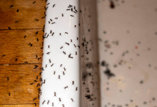 Pest Control Cost in Preston, IA